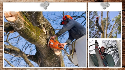 Tree Limits Hero Image