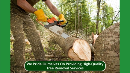 Woodstock Tree and Stump Removal Hero Image
