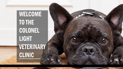 Colonel Light Veterinary Clinic Hero Image