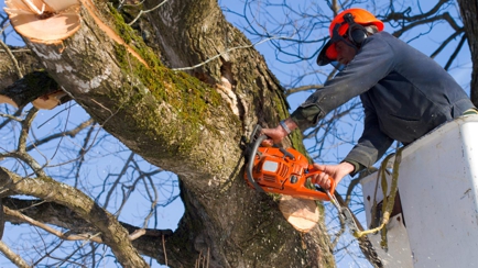 A1 Tree Service (NSW) Pty Ltd. Hero Image