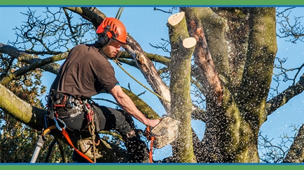 Abacus Tree Services Hero Image