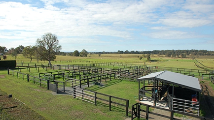 Macleay Valley Veterinary Services Hero Image