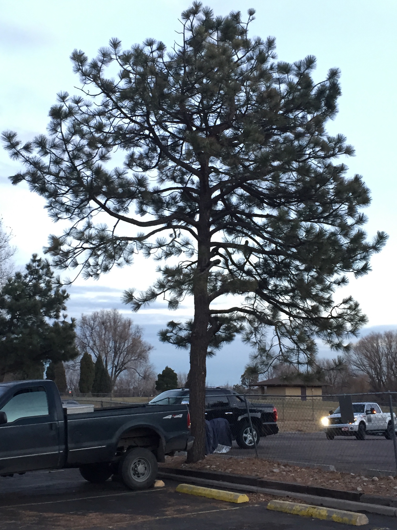 Abe S Tree Service Colorado Springs Co