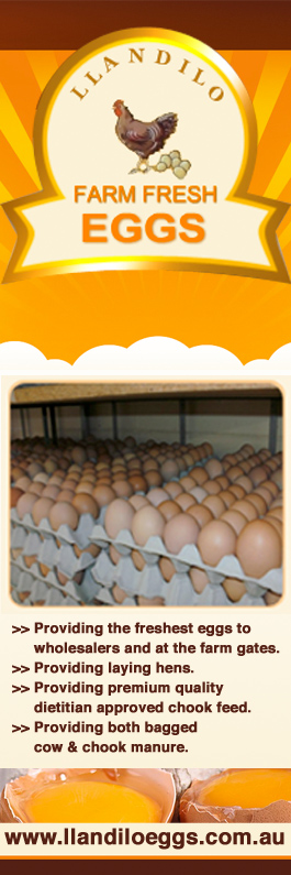Llandilo Farm Fresh Eggs