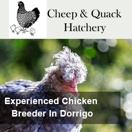Cheep & Quack Hatchery