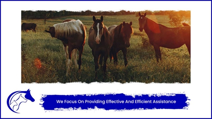 Howard Springs Veterinary Clinic Hero Image