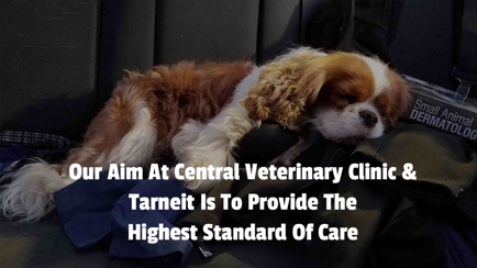 Central Veterinary Clinic & Hospital Hero Image