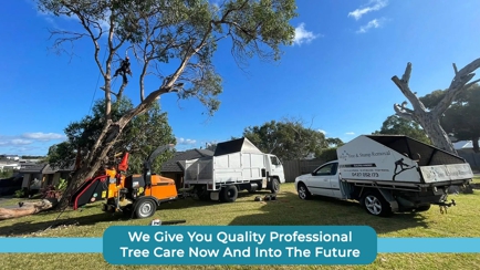 Mojo Tree And Stump Removal Hero Image