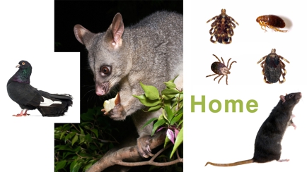 Brunswick Byron Pest Control Hero Image