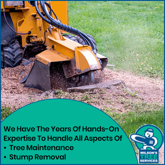 Wilson's Tree Services