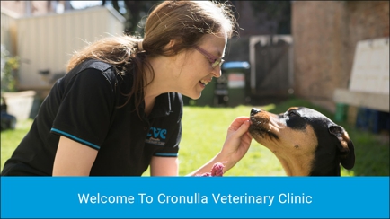 Cronulla Veterinary Clinic Hero Image