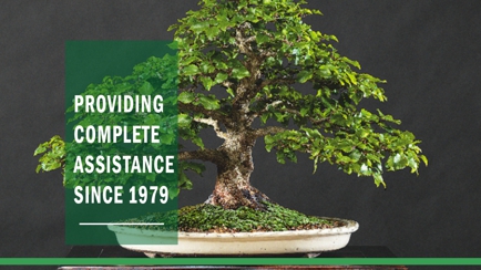 Ray Nesci Bonsai Nursery Hero Image