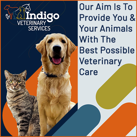 Indigo Veterinary Services