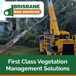 Brisbane Tree Services