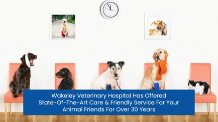 Ashcroft Veterinary Surgeons Hero Image