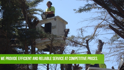 MSZ Tree Lopping Service Hero Image