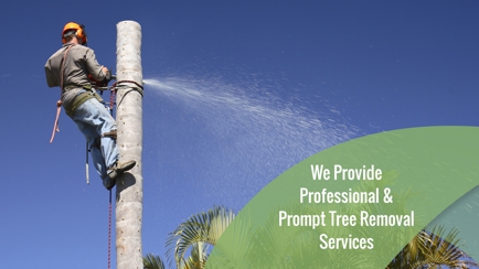 BDS Tree Care Hero Image