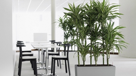 Quality Indoor Plants Hire Hero Image