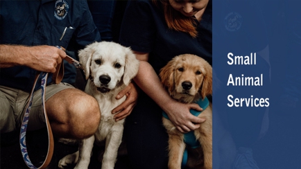 Meander Valley Veterinary Service Hero Image