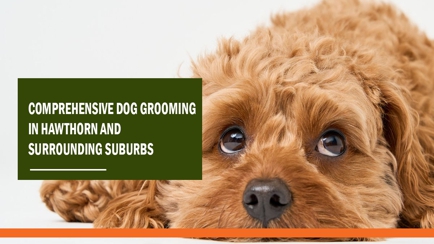 Foxy's Mobile Dog Washing & Grooming Service Hero Image
