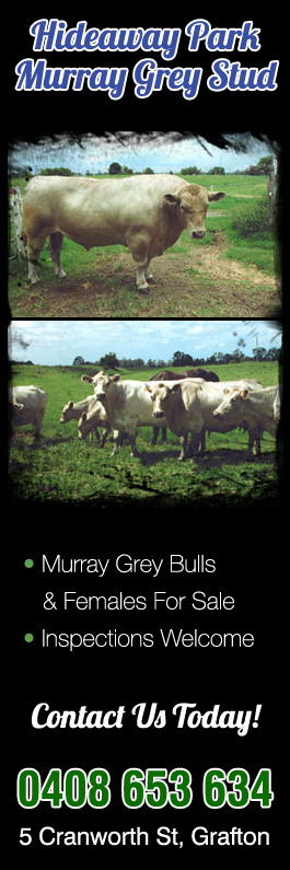 Hideaway Park Murray Grey Stud