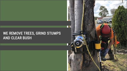 Central Coast Tree Removal Hero Image