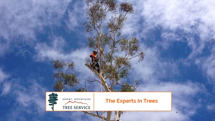 Snowy Mountains Tree Service Pty Limited Hero Image