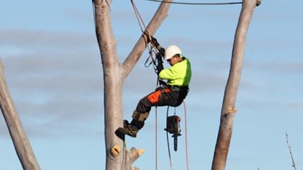 Chandler's Tree Service Hero Image