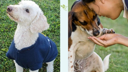 Homebush Boarding Kennels & Cattery Hero Image