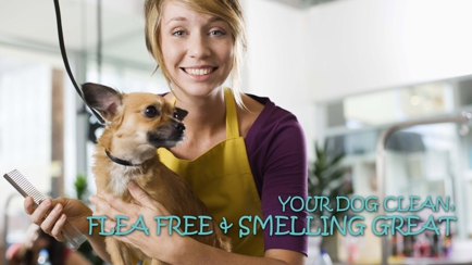 Forever Friends Pet Minding Mobile Dog wash & Grooming Services Hero Image