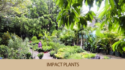Impact Plants Nursery Hero Image