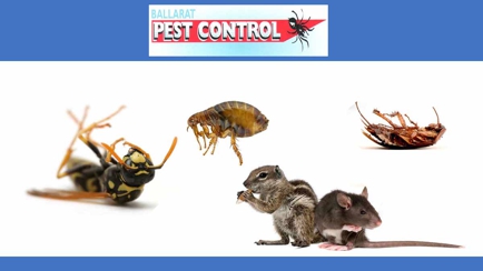 Ballarat Pest Control Hero Image