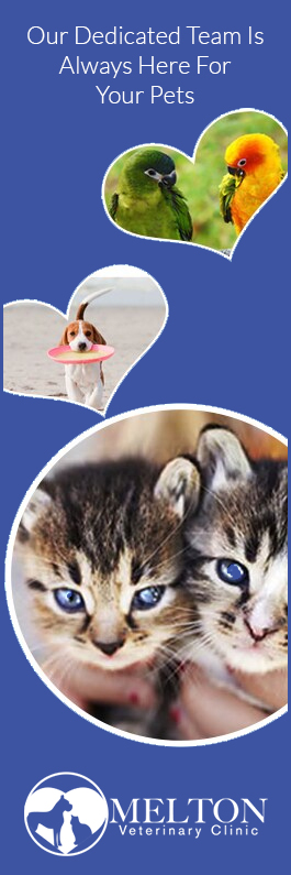 Melton Veterinary Clinic