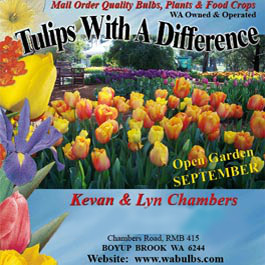 Tulips With A Difference
