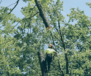 Flora Tree Services Hero Image