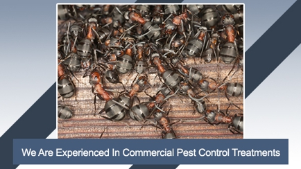Carters Pest Control Hero Image