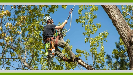 Walton's Tree Care Services Hero Image