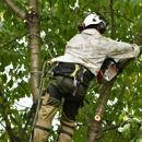 Grove Tree Service & Landscaping - Tree Service