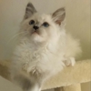 Dawnsdarlingragdolls.Com gallery