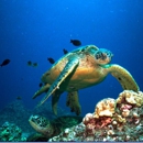 Dive & Sea Maui - Diving Excursions & Charters