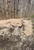 A & B Tree Service - Tree & Stump Removal Services