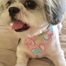 Uptown Pet Salon - Pet Grooming