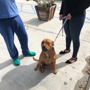 Beachside Animal Hospital