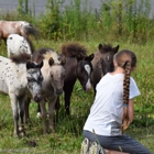 Toyland Miniature Horses