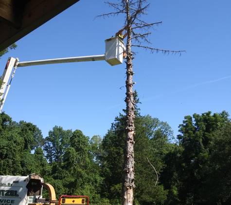 Mike Mitzel's Tree Service - Dover, PA. Small Pine