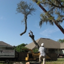 Tree Work By Mitch Drake & Sons - Tree Service
