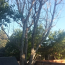 Capshaw Tree Service - Arborists