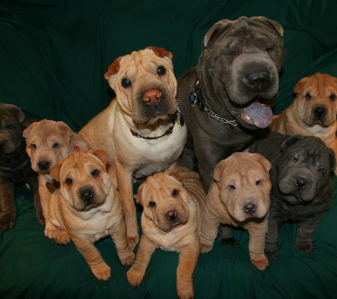 Chesapeake Bay Shar Pei - California, MD