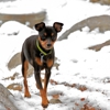 Pix4Paws Pet Photography Services gallery