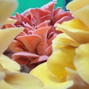 Big Apple Fungi gallery